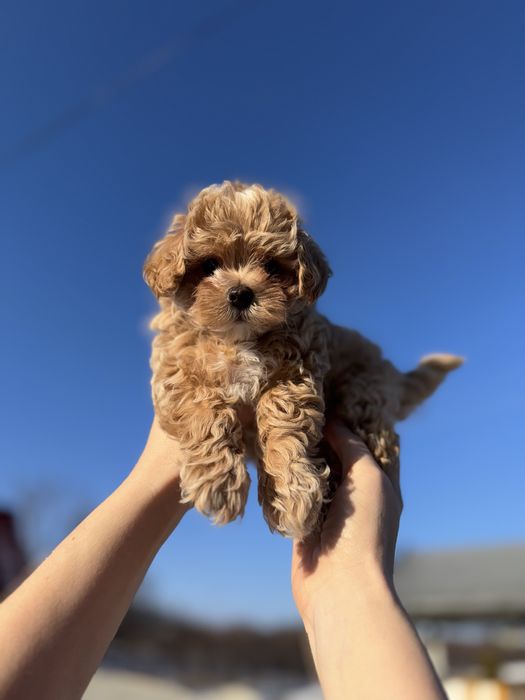 Справдня розкіш, мальтіпу