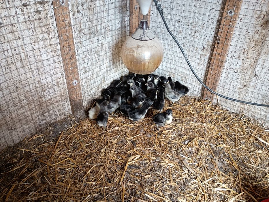 Jaja lęgowe kur rasy australorp i młode kurczaki