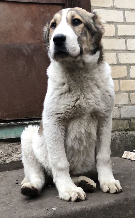 Среднеазиатская овчарка Алабай