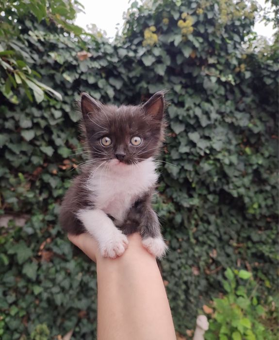 Котик шукає люблячу  родину