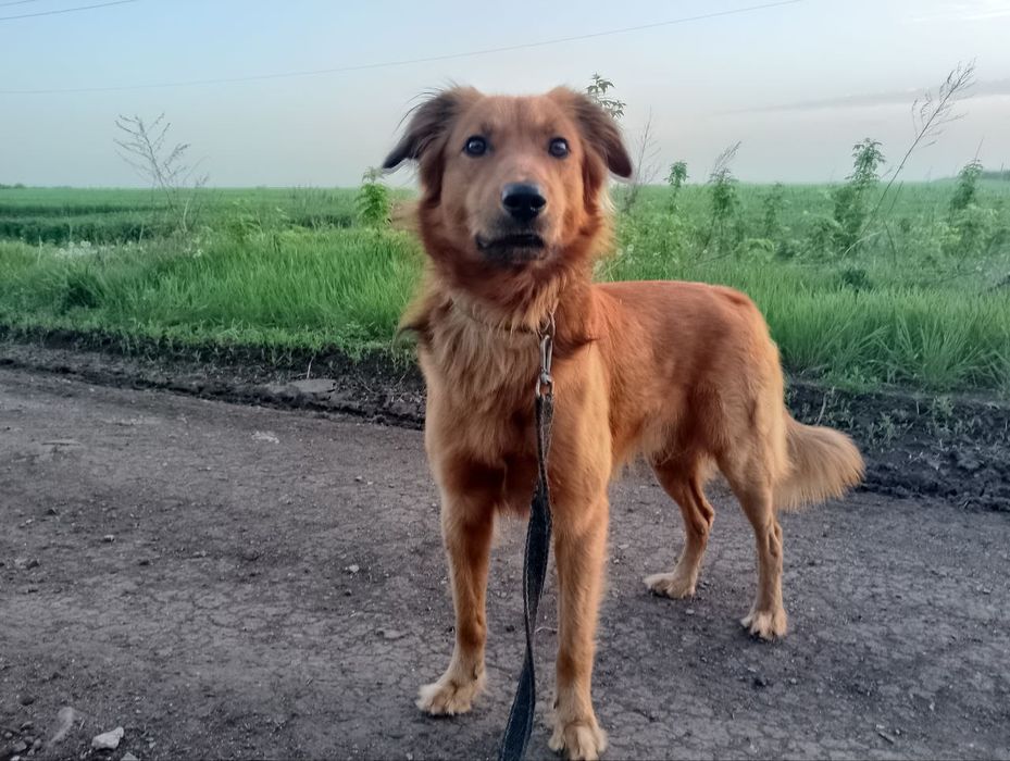 Пропала собака песик