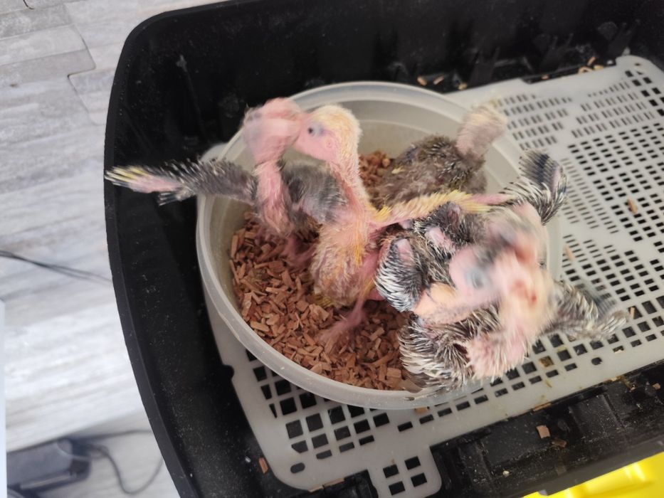 Kakarikas e caturras bebés para criar a mão