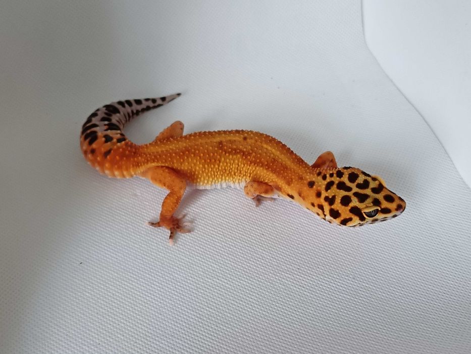 Gekon Lamparci nr ref. EM0126