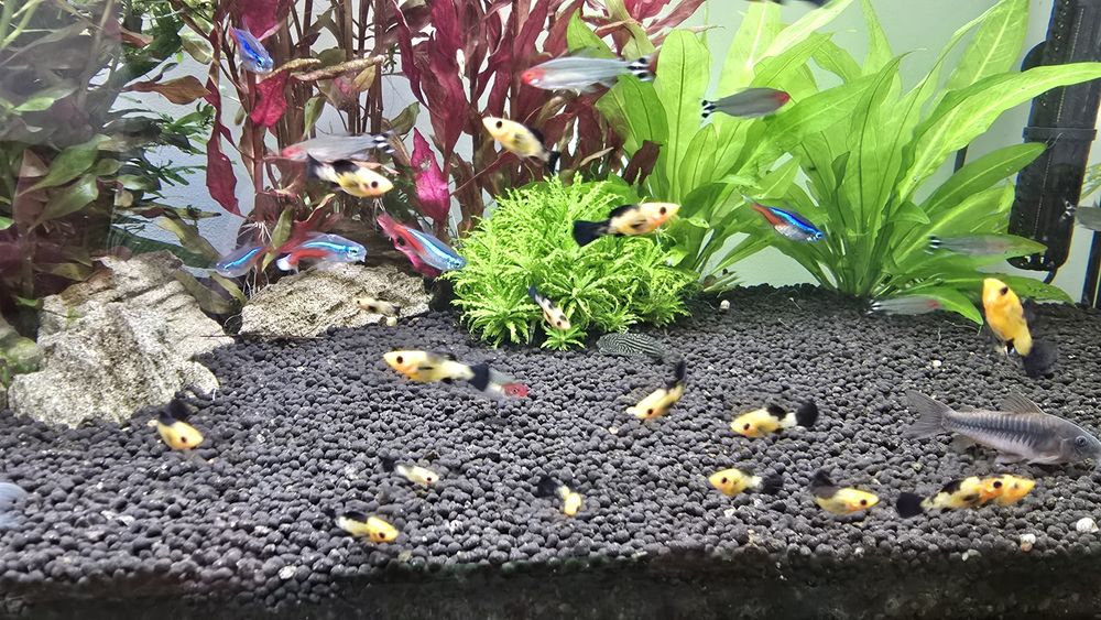 Molly leopardo varios tamanhos