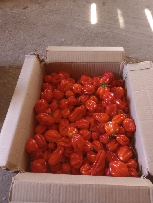 Sprzedam paprykę habareno 3 kg