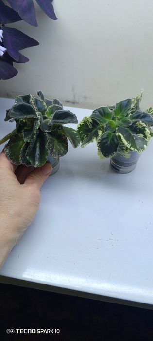 Фиалки софия Ротару, Фата Моргана ,Герцогиня, Масленица, Сапфира.