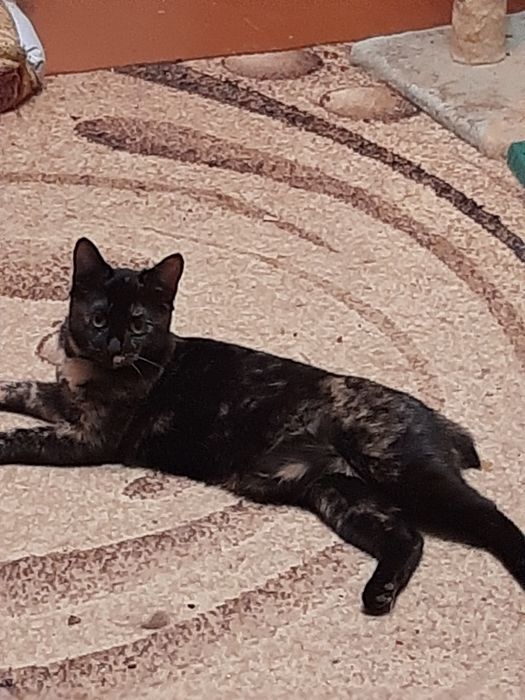 Курильский бобтейл 11 мес,редкий черепаховий окрас,дівчинка 8 міс.