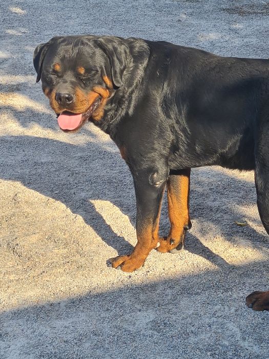 Вязка  ротвейлер