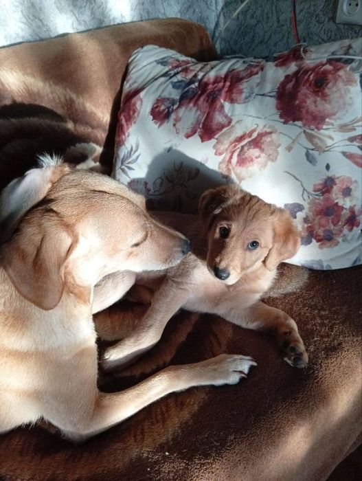 Собачий ребенок в добрые руки.