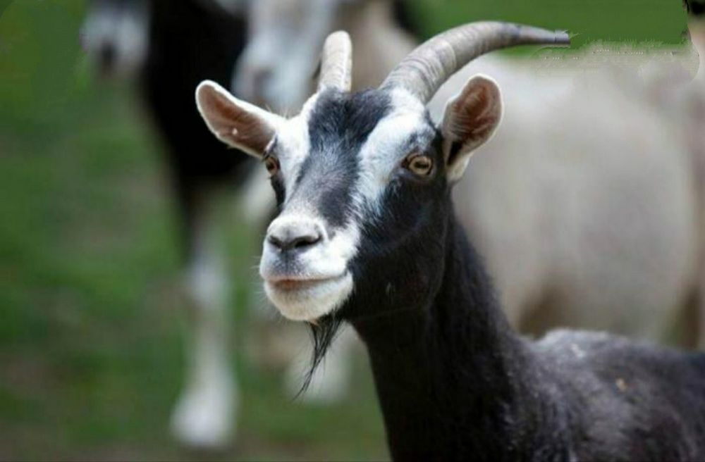 Продаются козы и козел