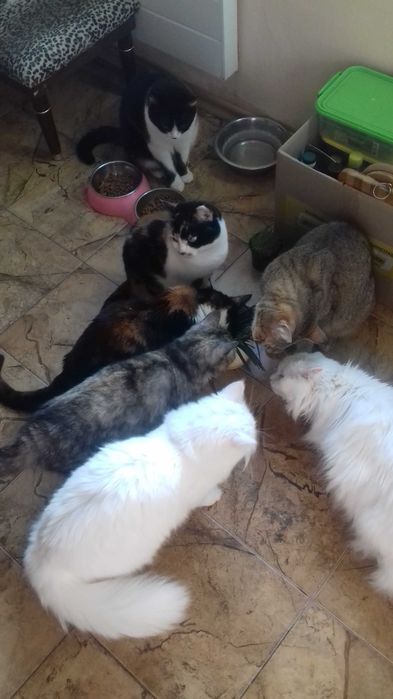 евакуація тварин з Харкова