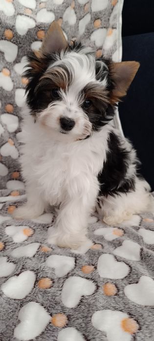 Biewer Yorkshire terrier ZKwP/FCI
