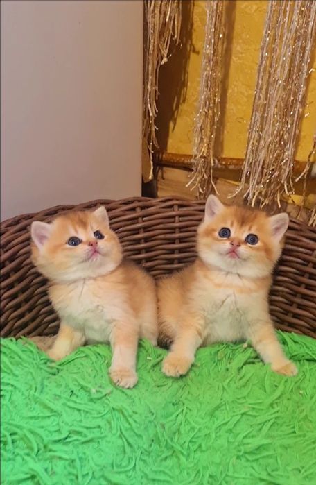 Шикардосик ждёт вас!Золотая шиншилла