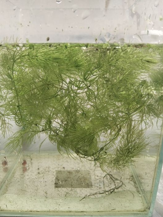 Plantas para aquário