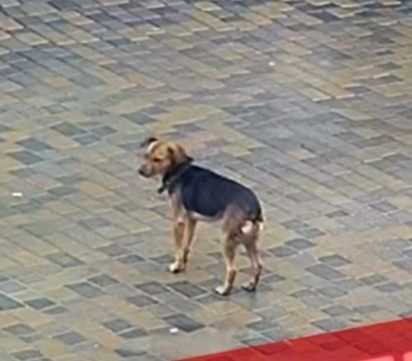 Загубилася собачка Буся .