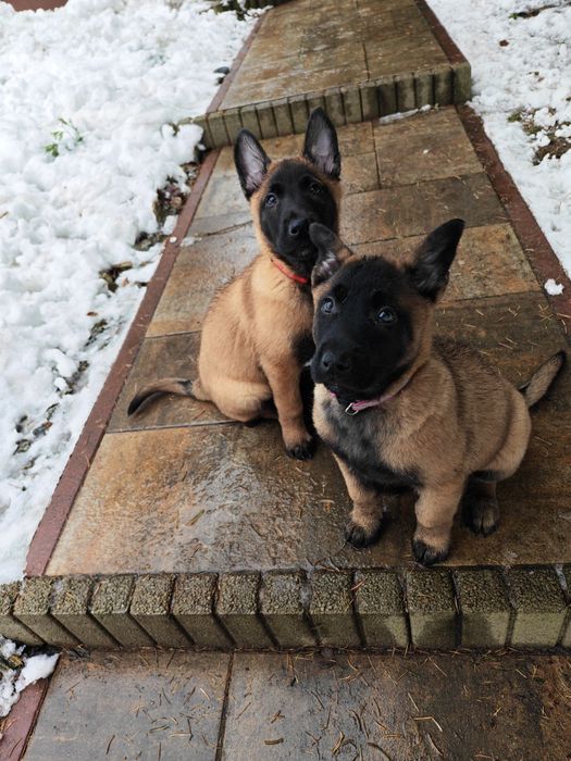 Owczarek belgijski Malinois