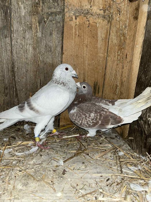 Sprzedam gołębie pocztowe