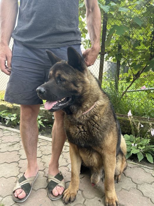 В‘язка кобель Американська акіта