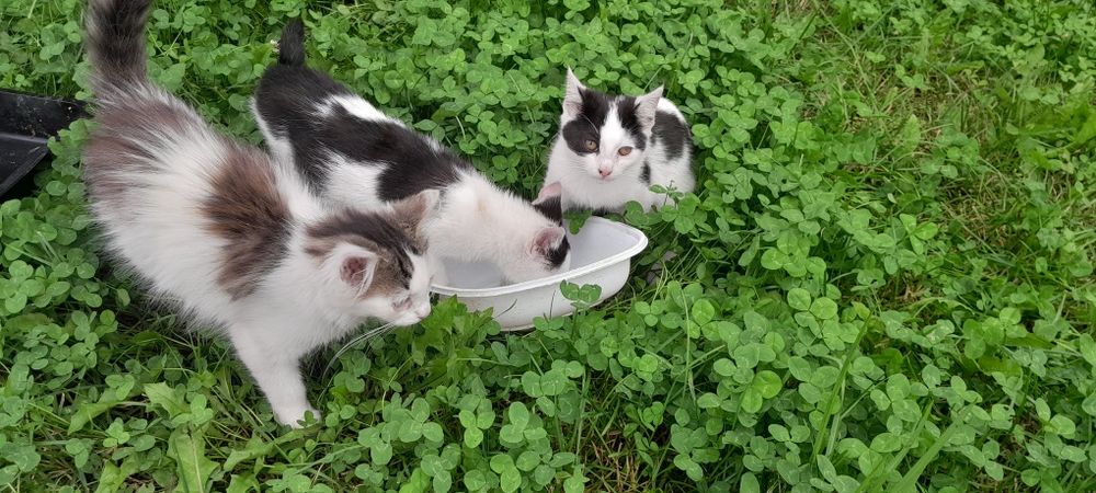 3 miesięczne kotki szukają domów