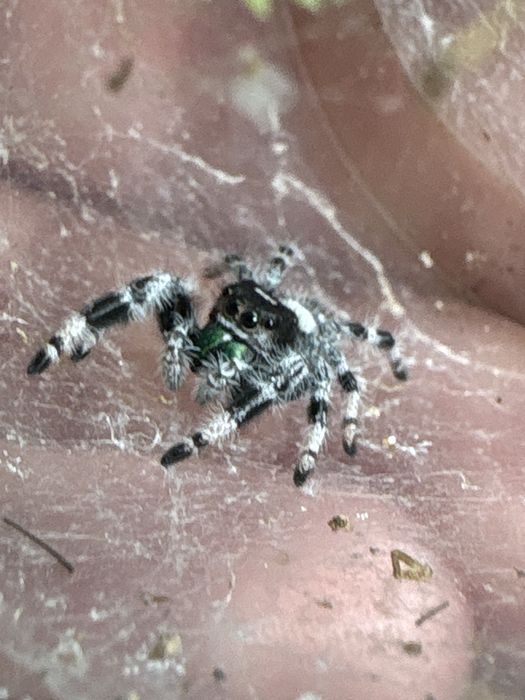 Skakun Phidippus regius bahamas
