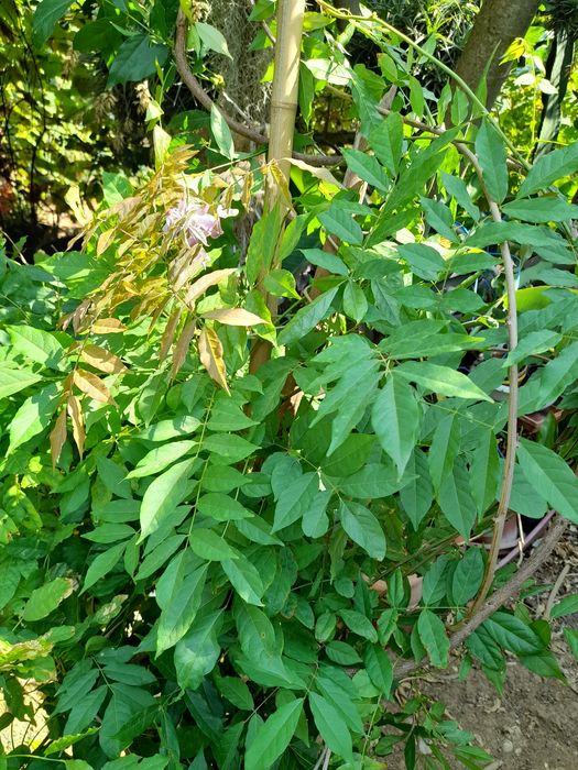 Trepadeiras de glicinias lilás