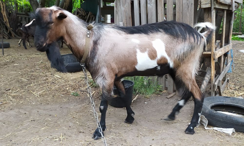 Козёл покрытие случка вязка