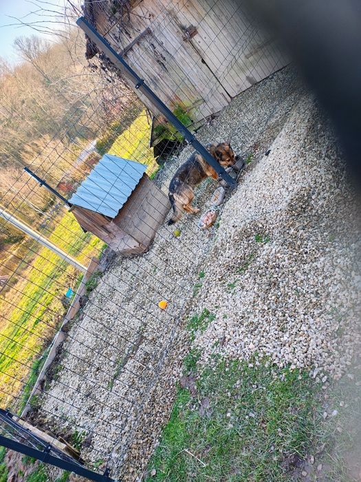 Szarik do adopcji na cito