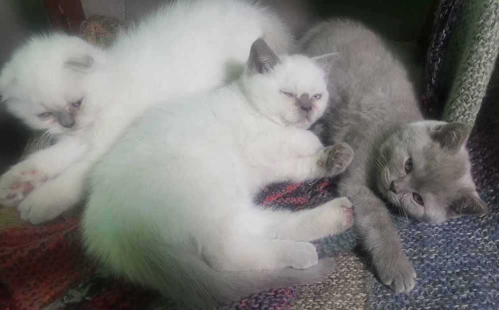 Смешарики . Шотландские котята .