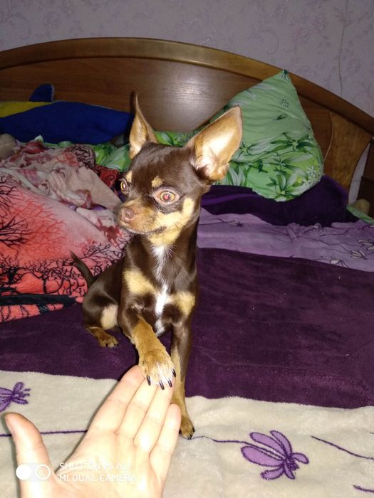 Ищем девушку для вязки