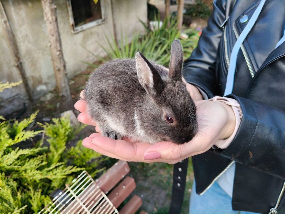 Kroliki miniaturki