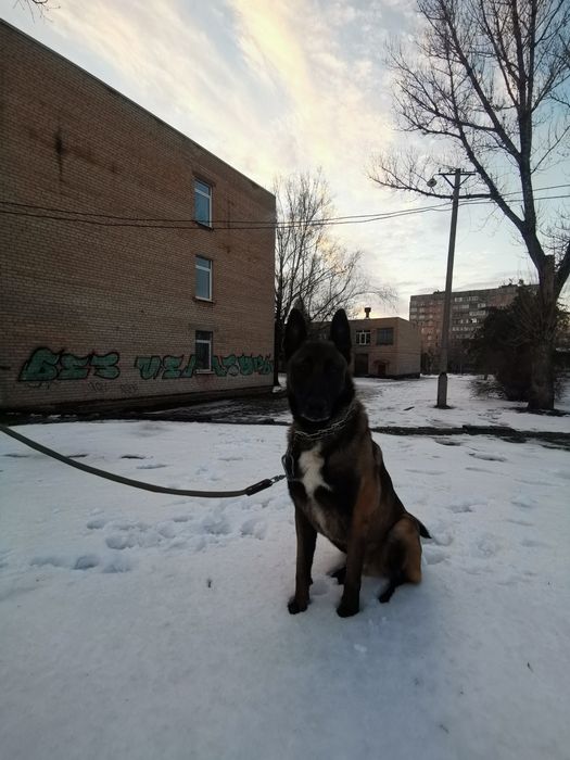 Вязка. Кобель Малинуа.