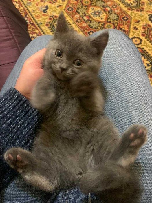 Кошенята британці кіт киця кішка висловуха Кот кошика британець