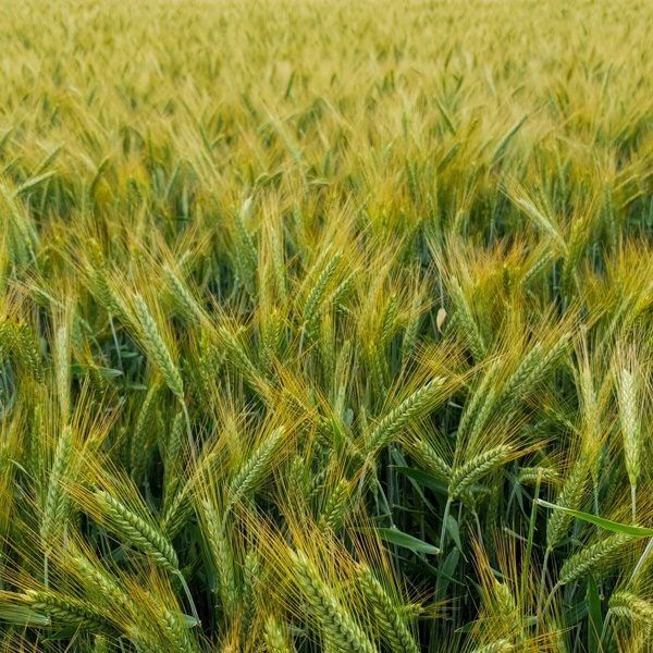 Sprzedam pszenicę, pszenzyto, owies i jeczmień