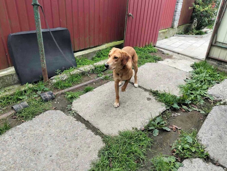 Продам гончу собаку