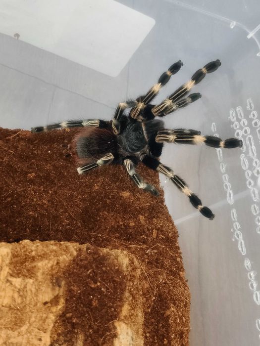 Vitalius chromatus samica 5.5 DC