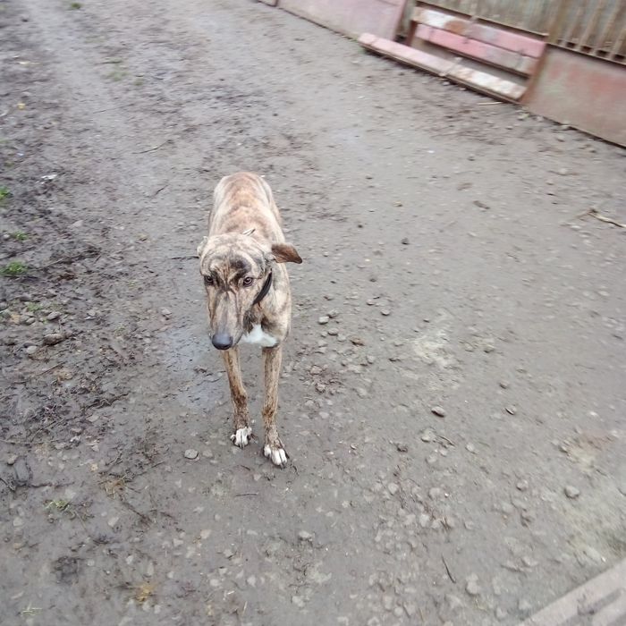 Терміново кобель грейхаунд