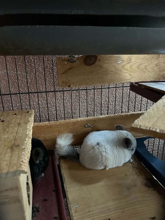 Chinchila fêmea  com 3 mesas de idade