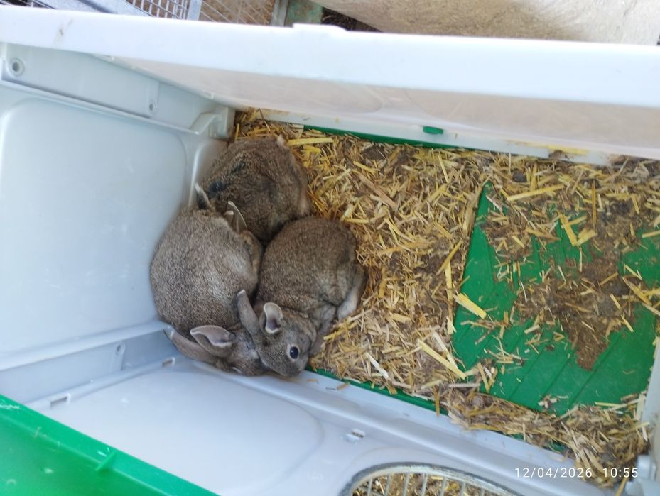 Coelhos com 2 a 4 meses, uns cinzentos e outros pretos.
