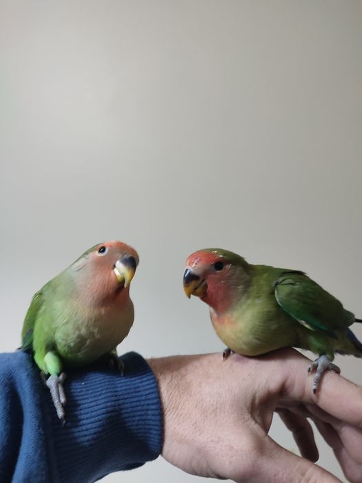 Agapórnis roseicollis domesticados