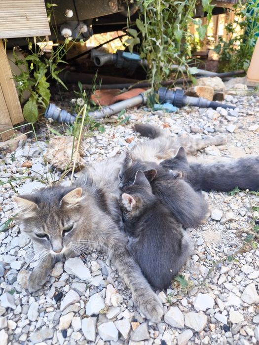 Gatinhos bebés para adoção,