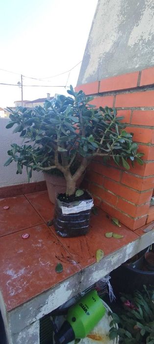 Jade suculenta de vários tamanhos