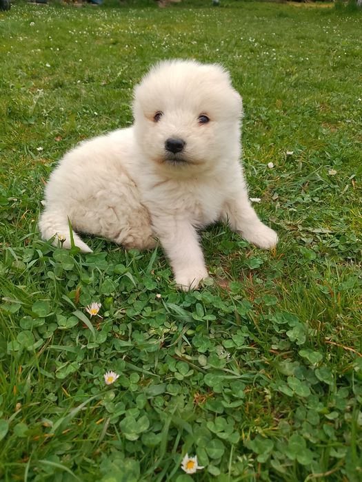 Самоїдська собака  хлопчик