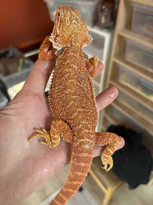 Agama brodata  Gekon Jaszczurka dla początkującego zbożówka