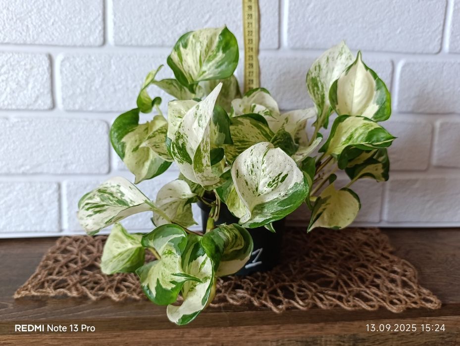 Епіпремнум хепі ліф