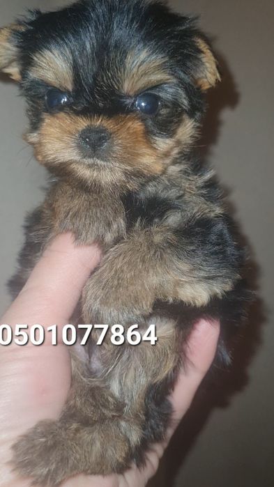 Мини щенки йоркширского терьера(йорк)