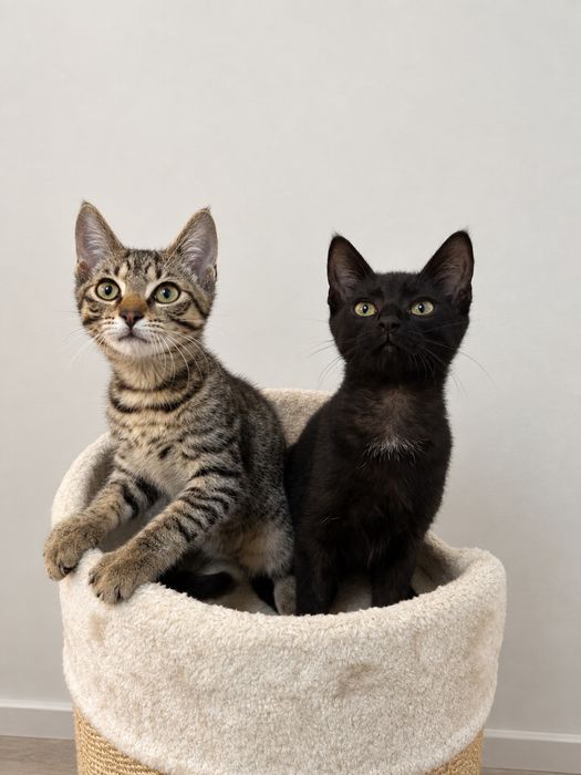 Hebcio i Gucio do adopcji kociaki 3 miesiace