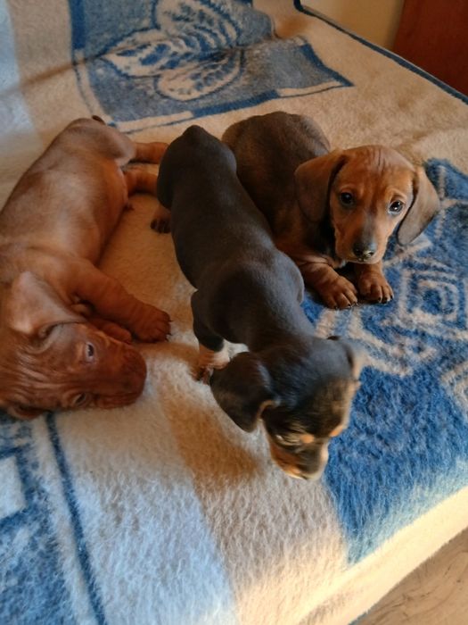 Jamnik krótkowłosy