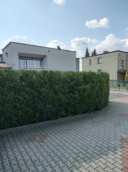 Przycinanie żywopłotów, wycinka drzew i krzewów, wywóz odpadów zielonych