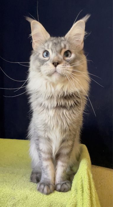 Голубоглазый мейн кун.