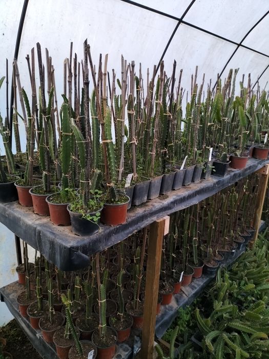 Promoção, Pitaya planta enraizadas